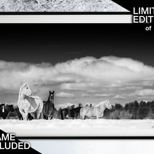 Limited Edition Horse Photography, Framed Print, Equestrian Gift for Her, Modern Rustic Decor, Animal Wall Art, Minimalist Wild Horse Prints