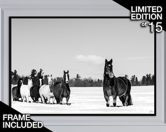 Black & White Horses Photography | Limited Edition Framed Print | Luxury Home Decor | Equestrian Art