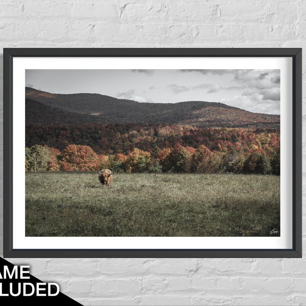 Highland Cow Photographic Print, Animal Landscape Print, Framed Photography Print, Farmhouse Wall Art, Bull Print, Living Room Wall Art