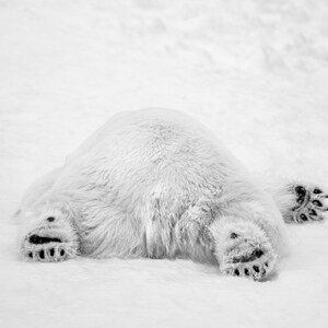 May include: A white polar bear lying on its back in the snow with its paws in the air.
