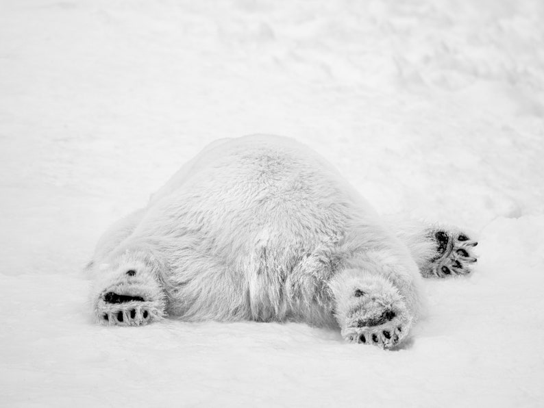 May include: A white polar bear lying on its back in the snow with its paws in the air.