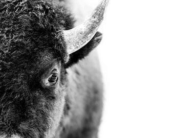 Baby Animal Print - Bison Fine Art Photography - Buffalo Wall Art - Wildlife Home Décor - Animal Lover Gift - Luxury Nursery Home Décor