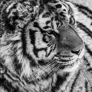 Wild Tiger Fine Art Photography Print, Tiger Wall Art, Wildlife Poster, Black And White Animal Art , Modern Decor, Boho Decor, Rustic Decor image 4