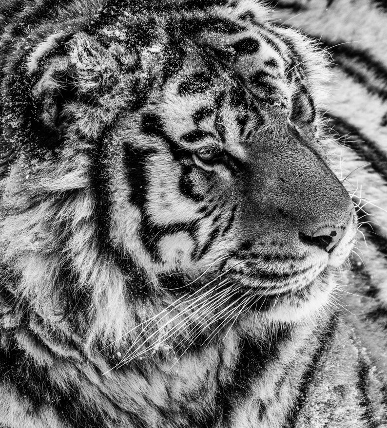 Wild Tiger Fine Art Photography Print, Tiger Wall Art, Wildlife Poster, Black And White Animal Art , Modern Decor, Boho Decor, Rustic Decor image 4