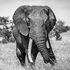Elephant Photography, Safari Wildlife Wall Art, African Animal Photo Print, Statement Wall Art, Black And White Photographs, Elephant Poster