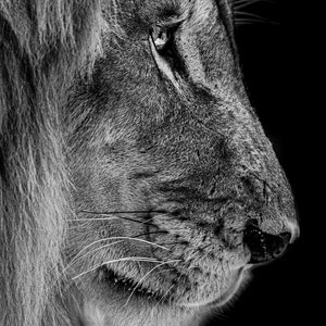 May include: A black and white close-up photograph of a lion's face. The lion has a thick mane and a serious expression. The photo is taken from the side, showing the lion's profile.