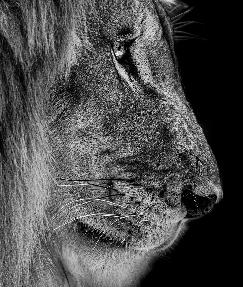 May include: A black and white close-up photograph of a lion's face. The lion has a thick mane and a serious expression. The photo is taken from the side, showing the lion's profile.