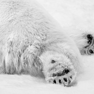 May include: A close-up of a polar bear's paws, showing the thick fur and large claws. The bear is lying on its side in the snow.