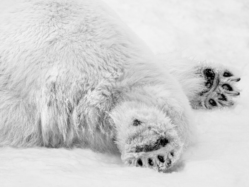 May include: A close-up of a polar bear's paws, showing the thick fur and large claws. The bear is lying on its side in the snow.