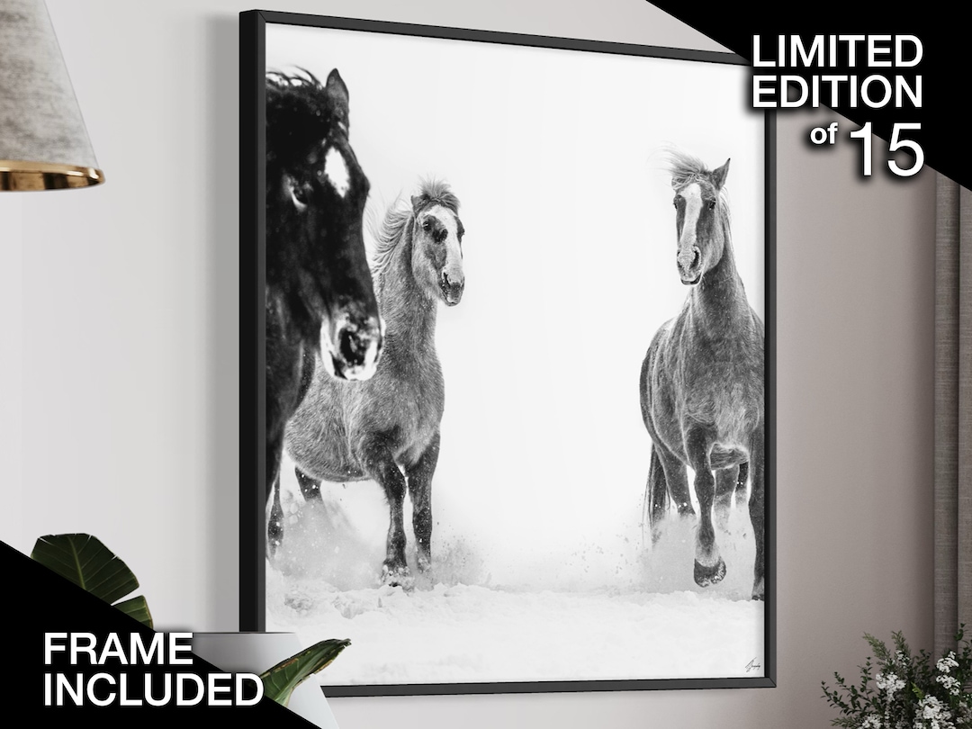 Wild Horse Photography Equine Wall Art Equestrian Wall Etsy