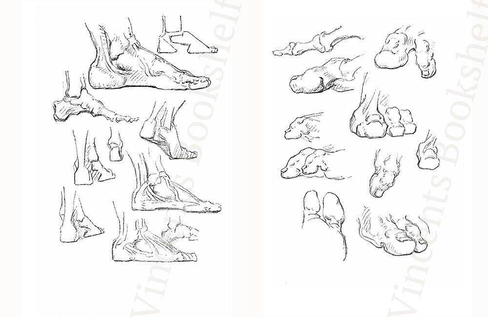 Constructive Anatomy Bridgman Figure Drawing Book Learn to - Etsy