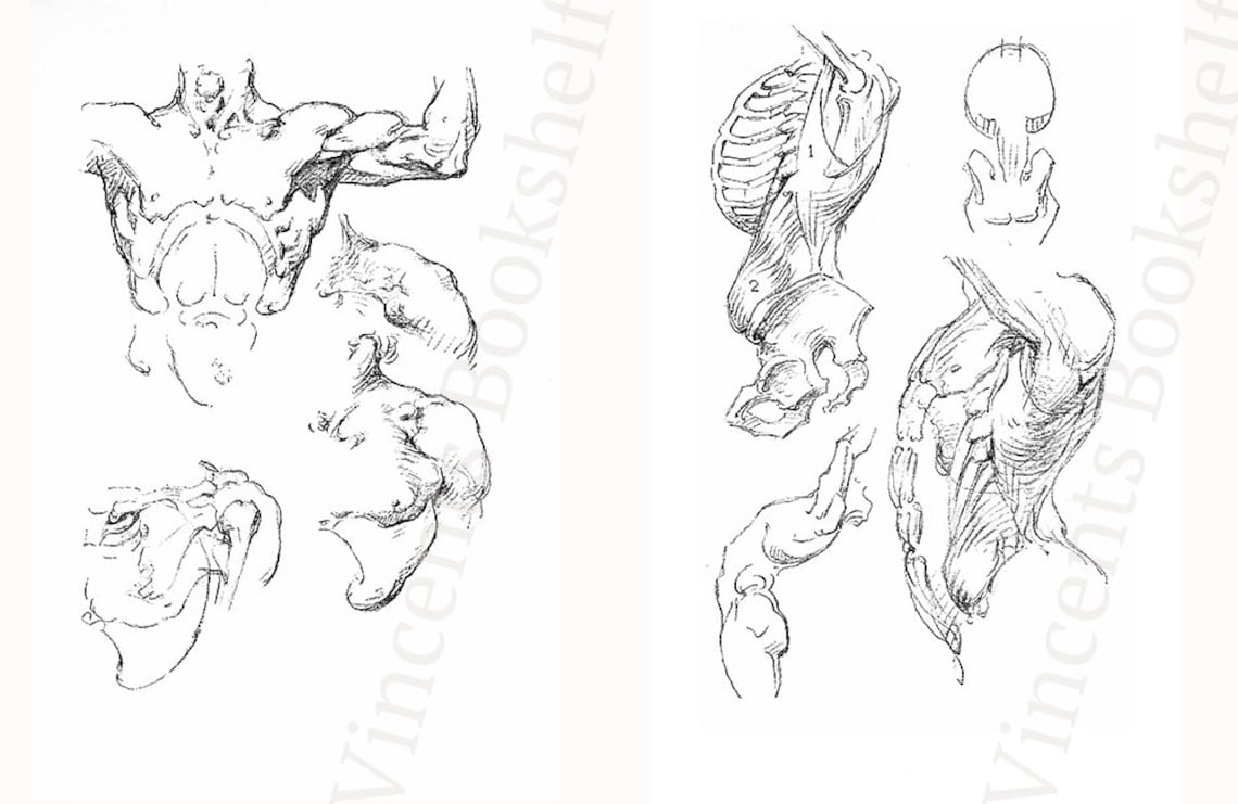 Constructive Anatomy Bridgman Figure Drawing Book Learn to - Etsy