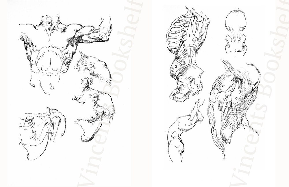 Constructive Anatomy Bridgman Figure Drawing Book Learn to Etsy