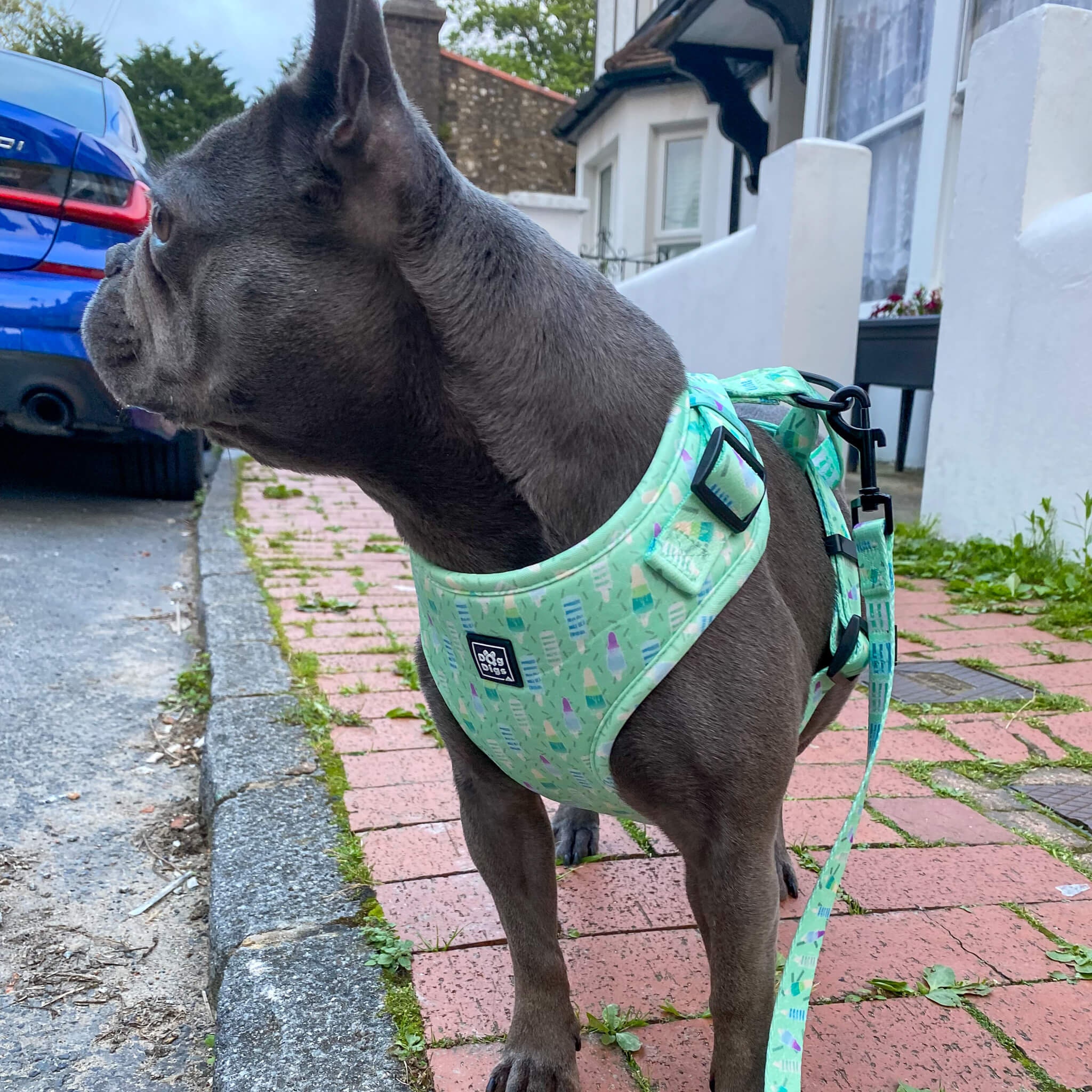 Mint dog cheap harness