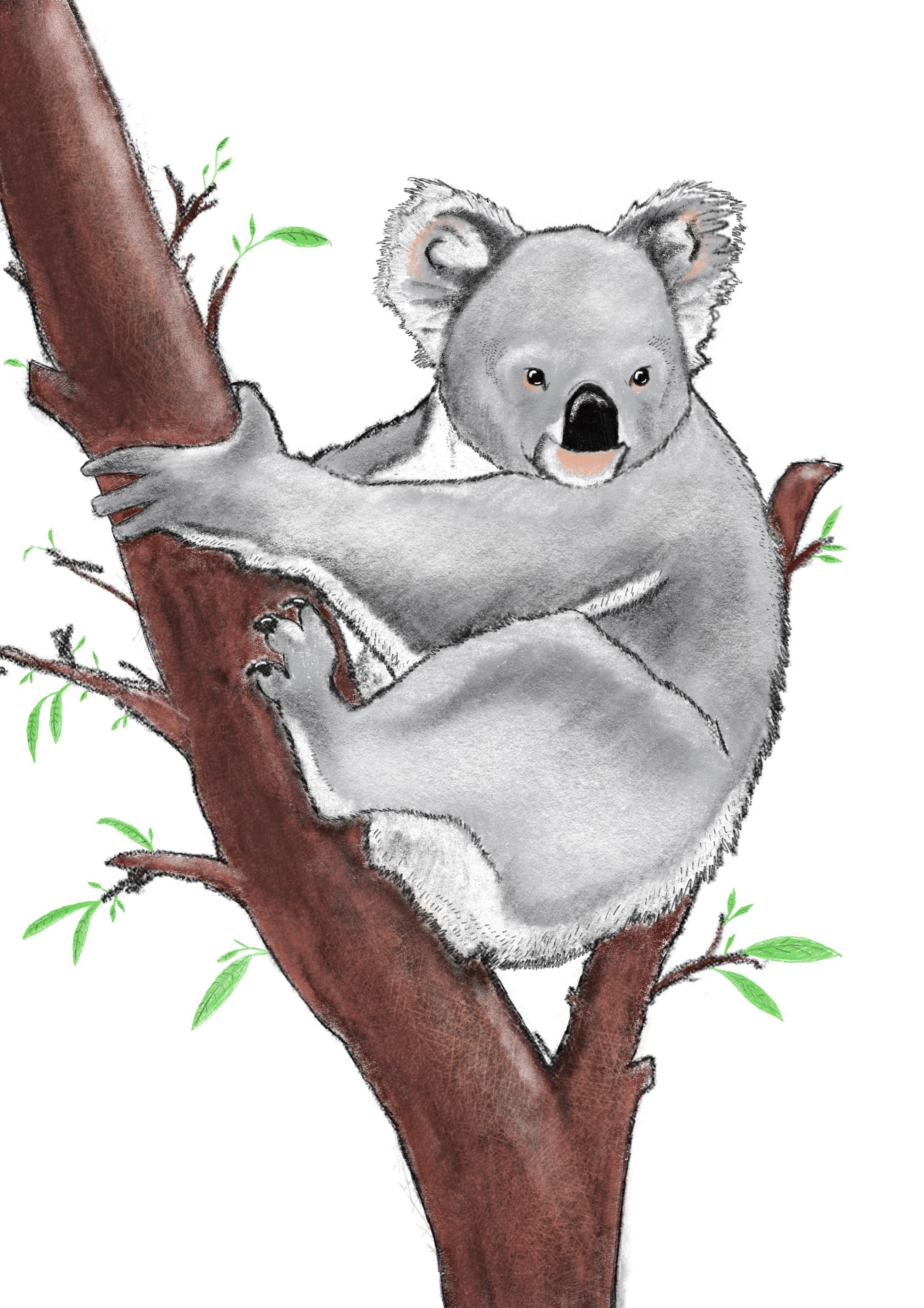 KOALA BEAR PRINT Animal Wall Art Nursery Print Koala Etsy
