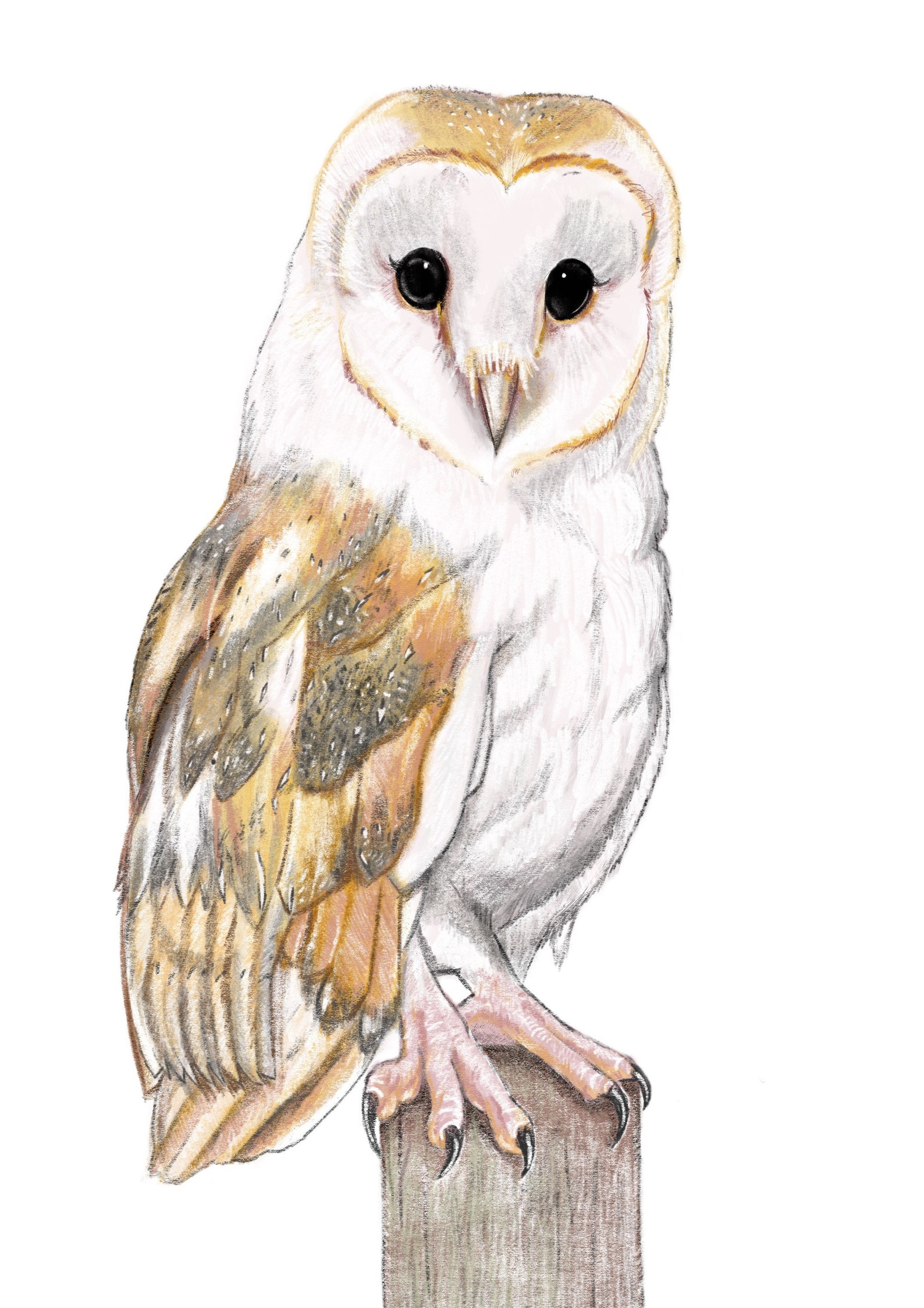 BARN OWL PRINT Animal Wall Print Woodland Animals Home | Etsy