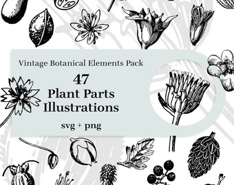 47 Plant Parts Illustrations - Vintage Botanical Elements Pack. SVG and transparent background PNG included. Blossoms, leaves, cones, seeds.