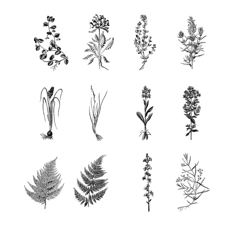 222 Plant Illustrations Vintage Botanical Mega Pack. SVG and - Etsy