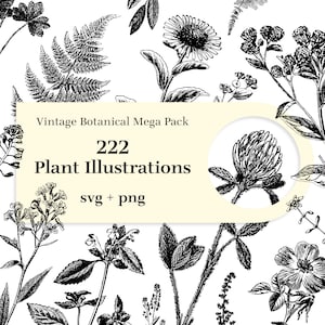 222 Plant Illustrations - Vintage botanical mega pack. SVG and transparent background PNG included. Wildflowers, Ferns, Wheats, Weeds