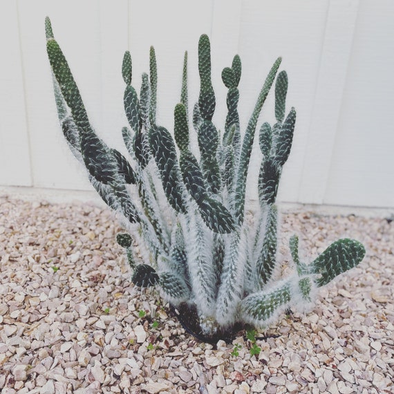 Prickly Pear Snow Cactus - Etsy Israel