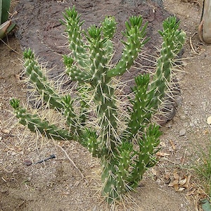 Eve es Cactus Nadel