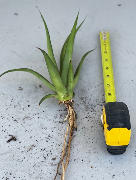 Agave Nizandensis - Etsy