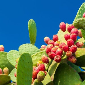 Nopales Cactus
