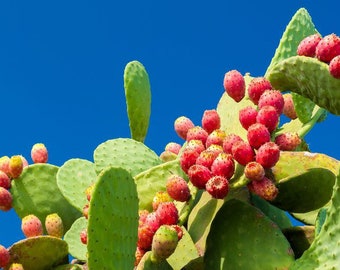 May include: A prickly pear cactus plant with green pads and red, ripe fruit. The cactus is growing against a bright blue sky.