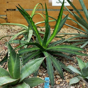 Agave Nizandensis
