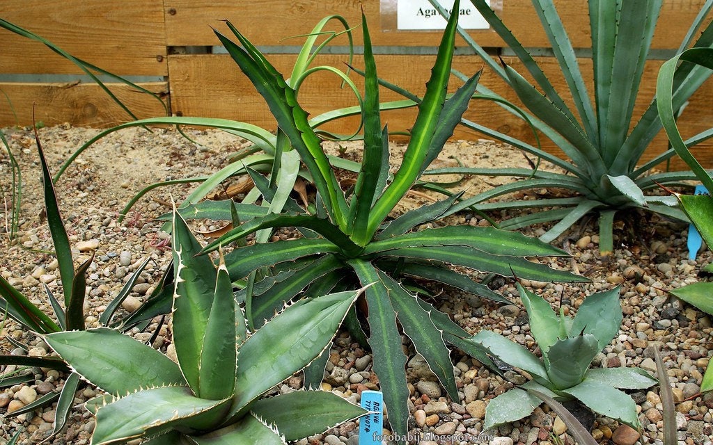 Agave Nizandensis - Etsy