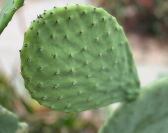 Nopales Kaktus - Etsy.de