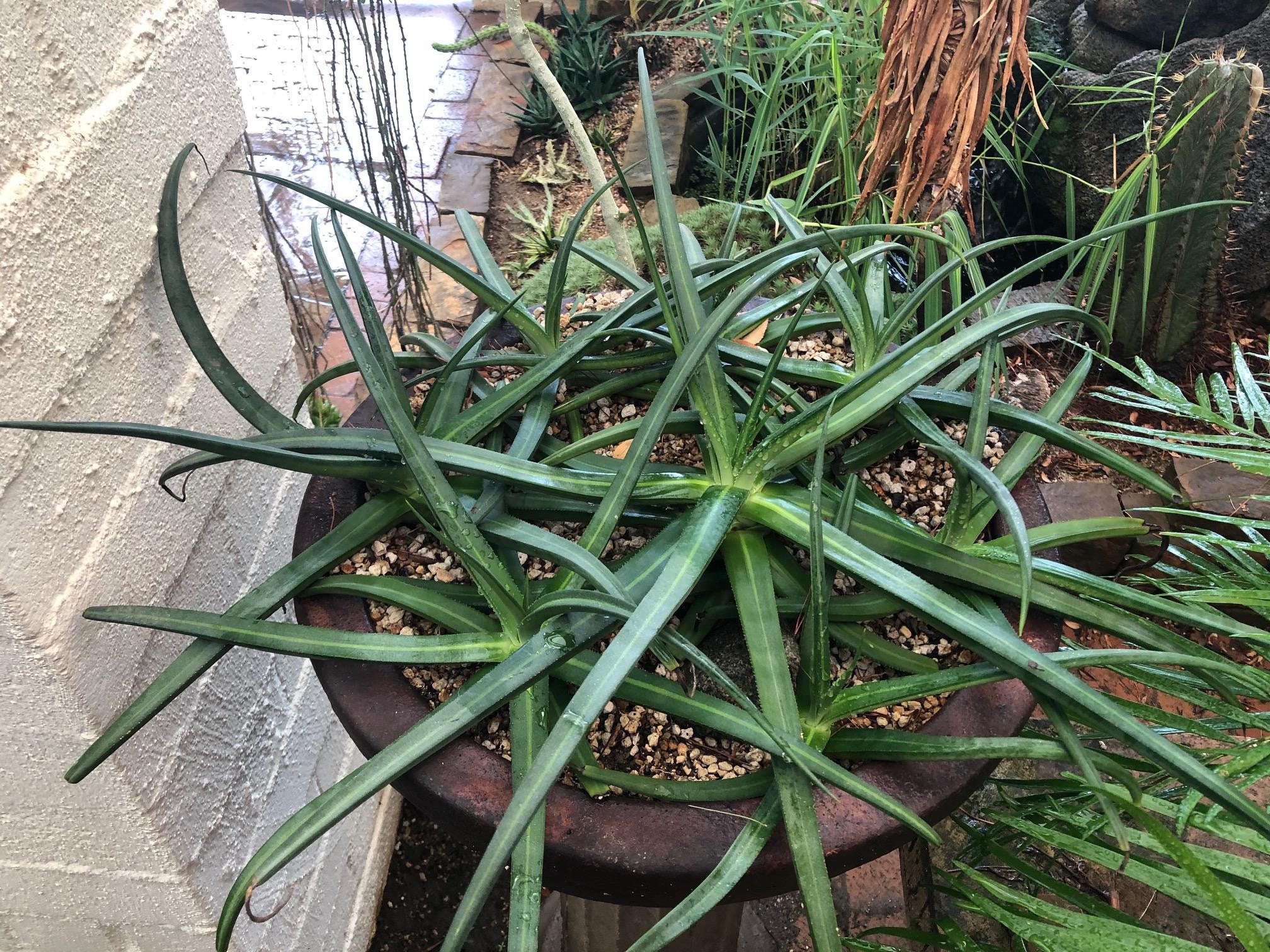 Agave Nizandensis - Etsy