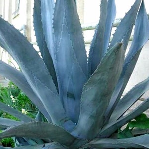 Blue Foxtail Agave