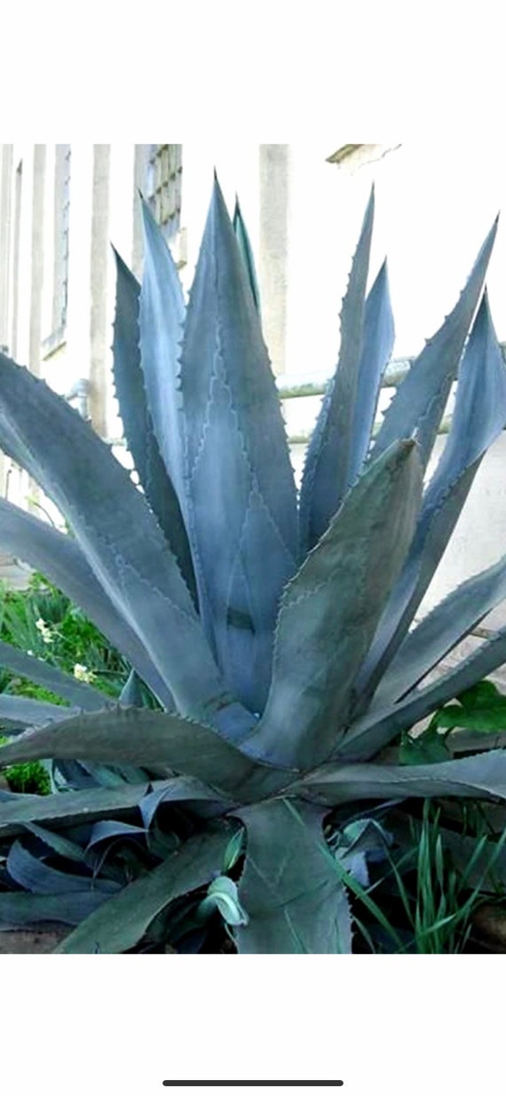 alcohol from agave Tres Agaves Blanco Tequila 750ml – Mission Liquor