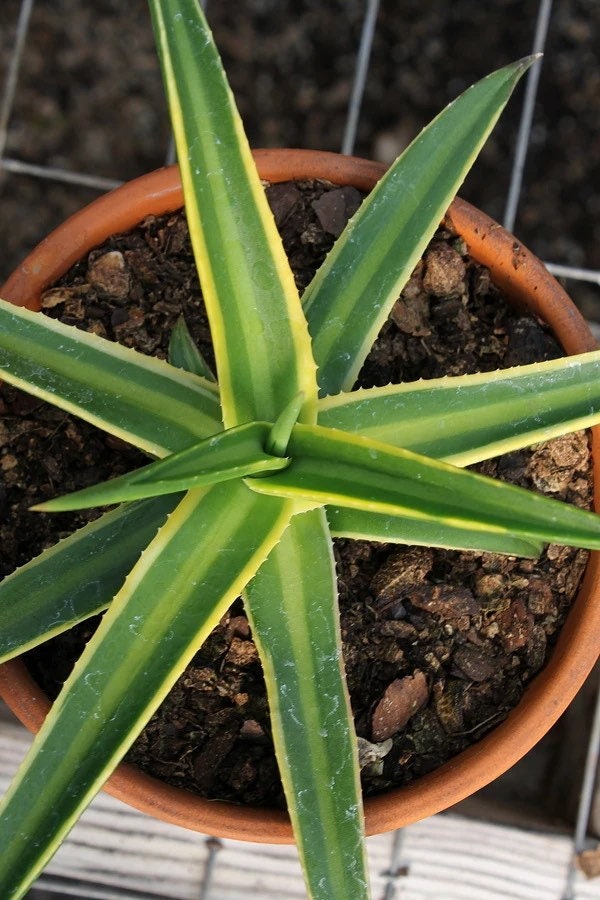 T. Succulent Form × Nizanda Agave Nizandensis - Etsy
