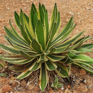 Agave Univittata