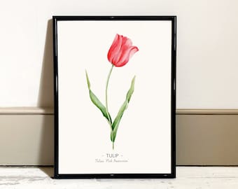 Tulip Watercolour Paint Print with scientific name, Flower print, Botanical Print, Home Decor print, Art print