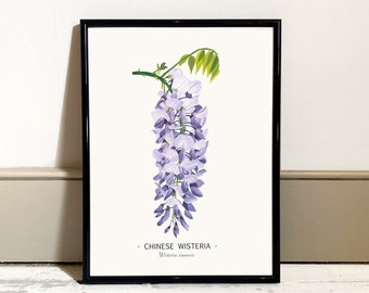 Wisteria Oil Paint Print with scientific name, Home Decor, Purple Petals Art, Flower Print, Botanical Print