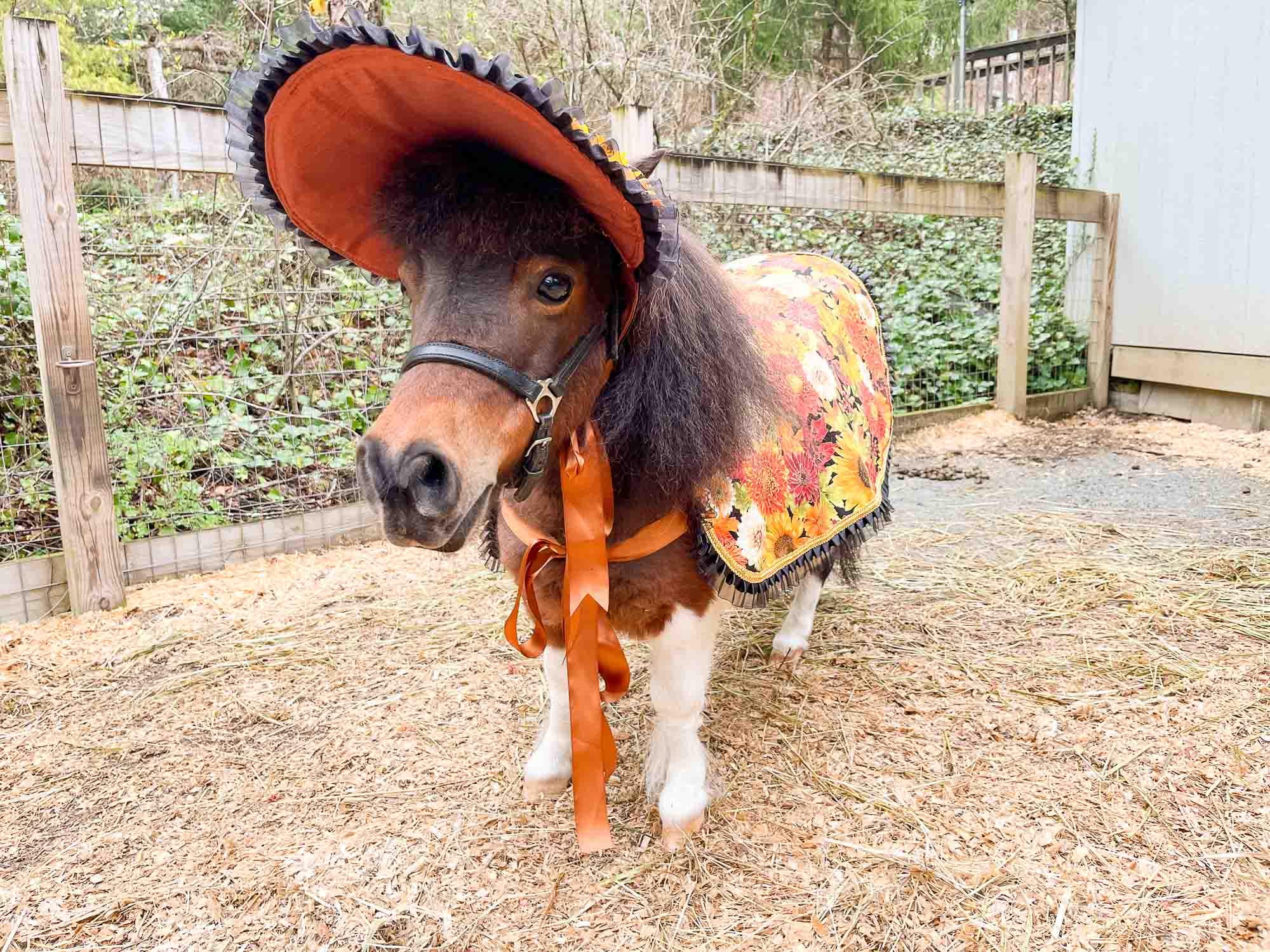 cute horse dress up Top 34 Horse Halloween Costume Ideas!