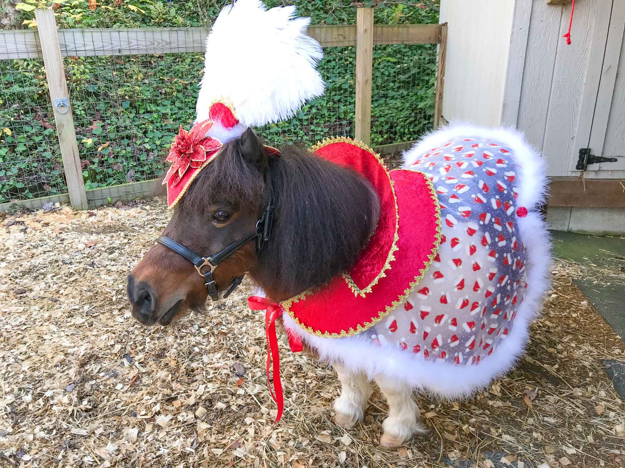 horse christmas fancy dress Rule Your Yule - Costume With Feathered Pointsettia Head Piece and Regal  Christmas Cape for Mini Horse