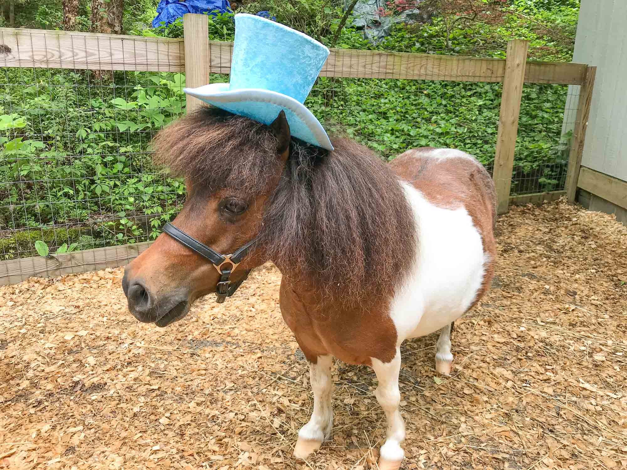 Aqua Frost Top Hat for Miniature Horse Etsy