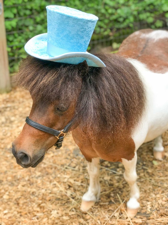 Sapphire Top Hat for Miniature Horse 