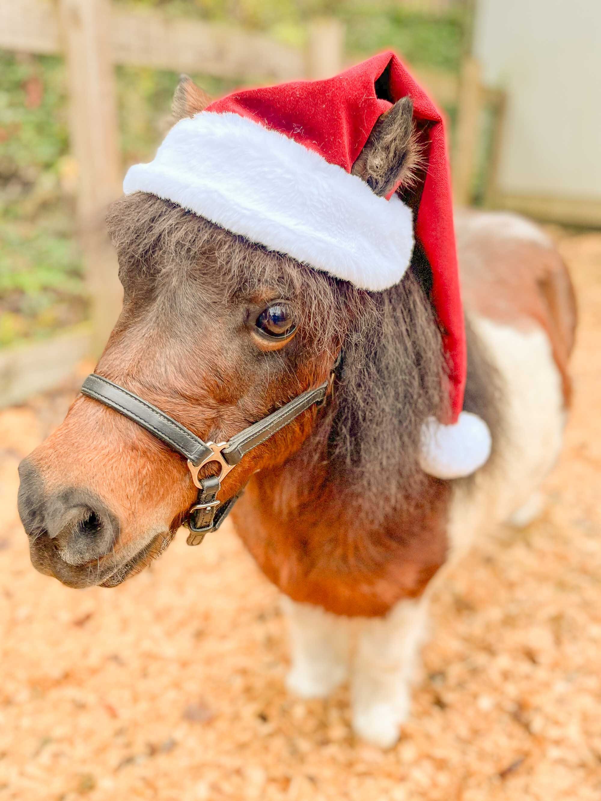 Blogmas Day 12: How to Make a Model Horse Santa Hat.