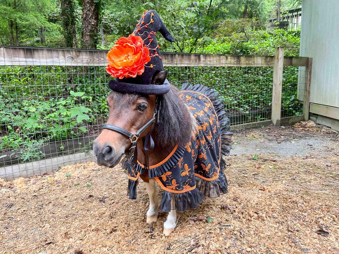 cute horse dress up Sunset Harvest - Valentine Costume With Bonnet, Cape and Tail Fascinator for Mini Horse