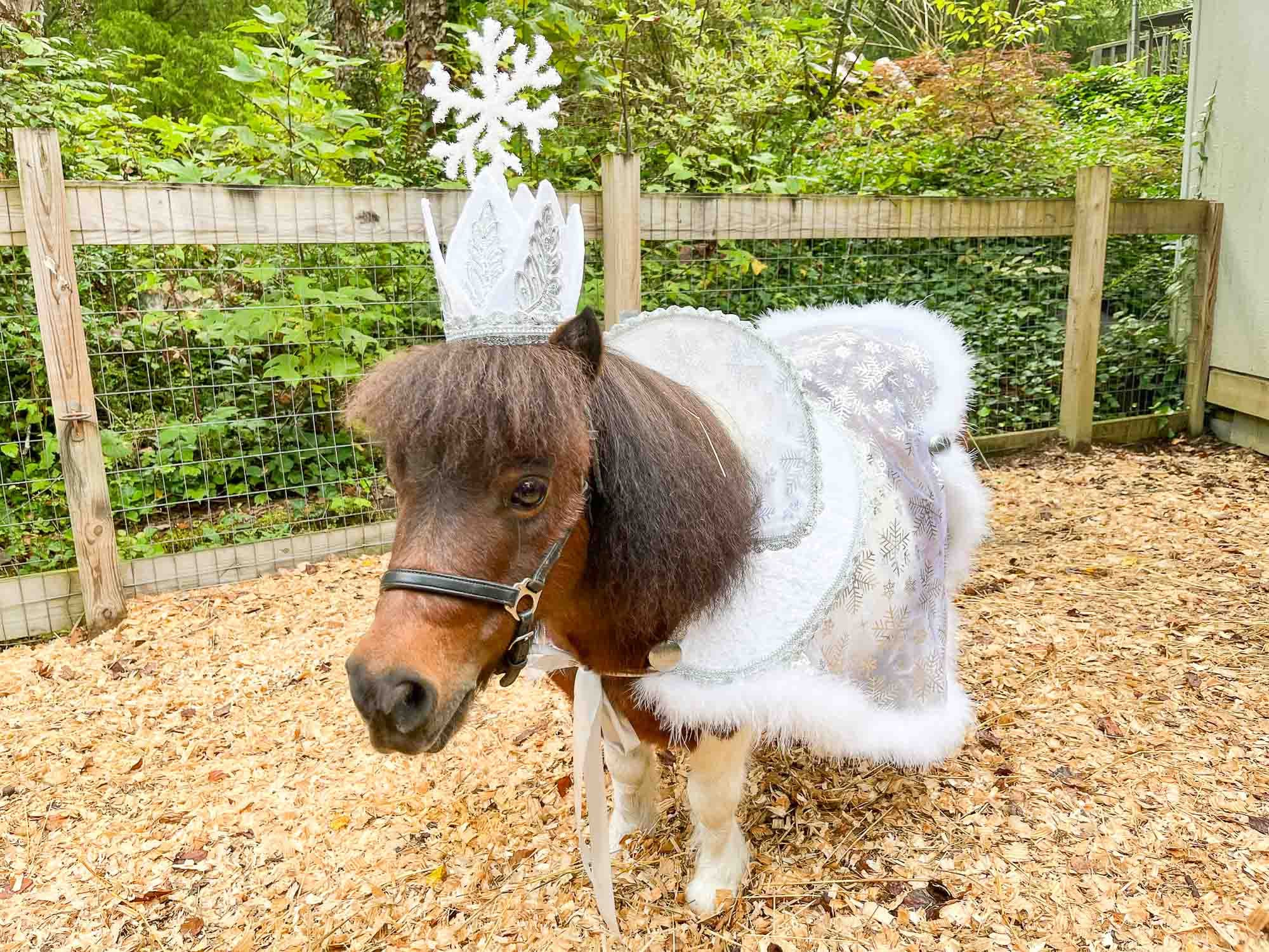 christmas dress up ideas for horses Christmas Horse & Pony Fancy Dress