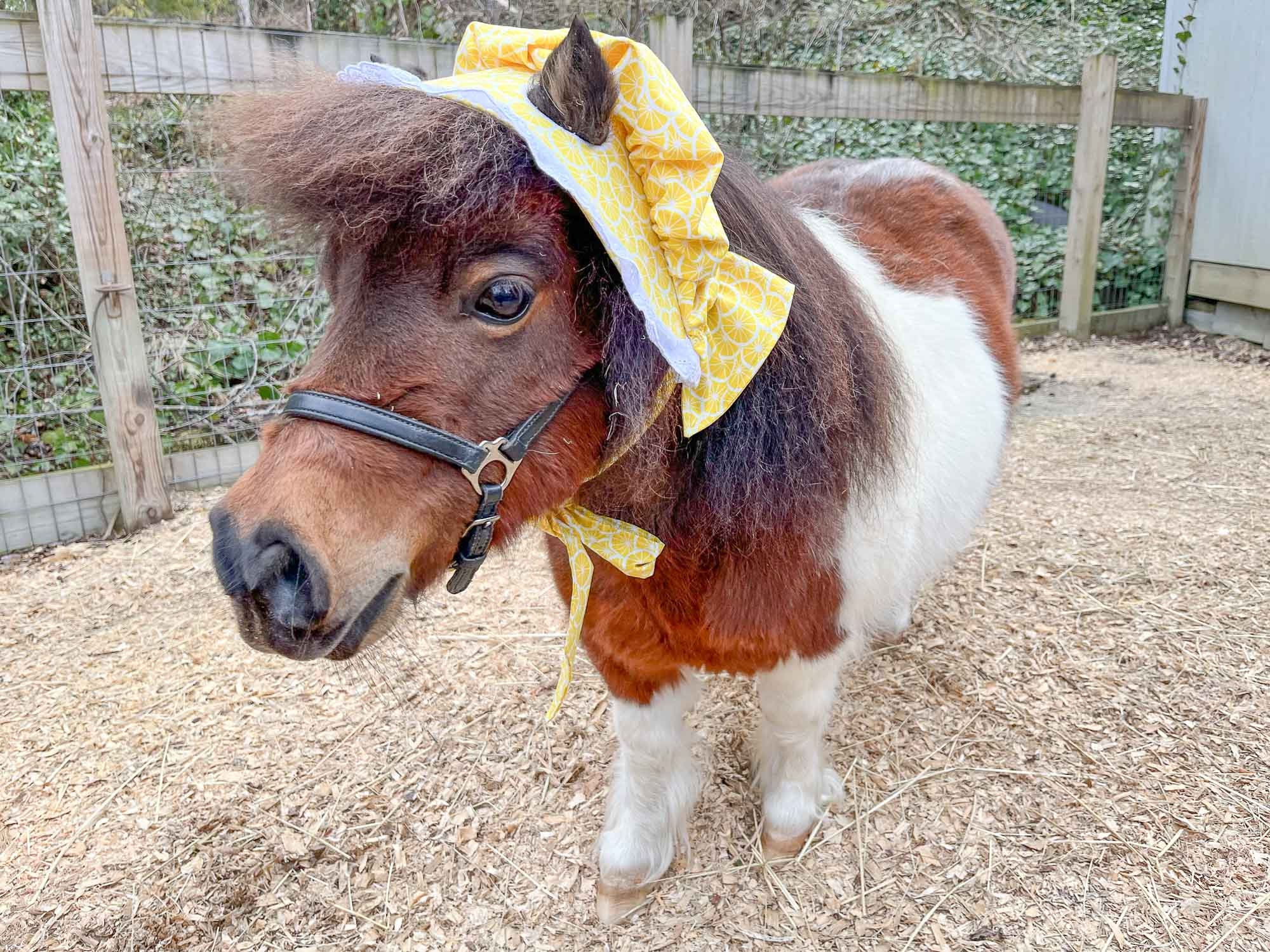 Zesty Besty - Prairie Hat for Mini Horse - Etsy