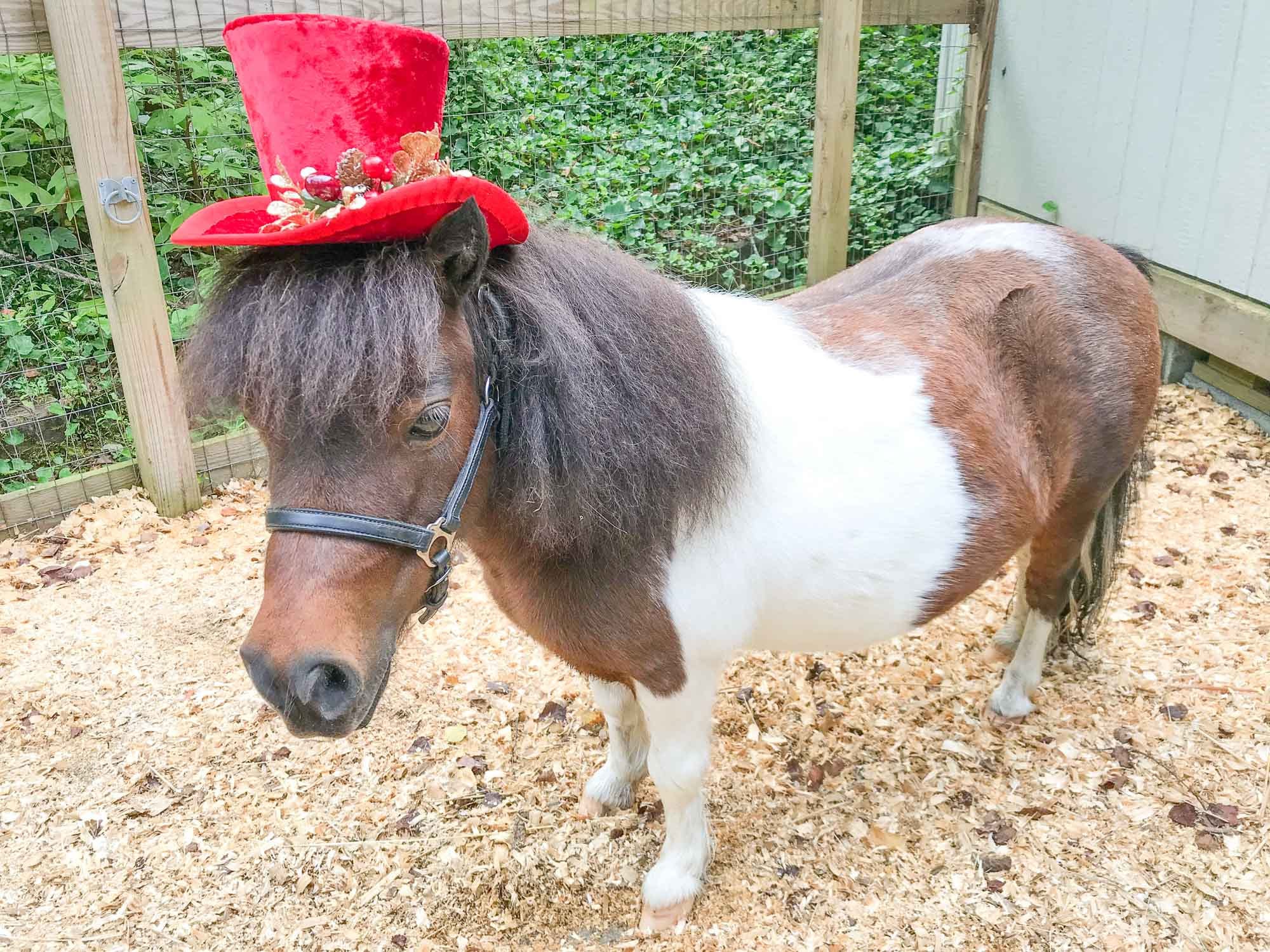 Cheery Cherry Christmas - Top Hat for Miniature Horse - Etsy