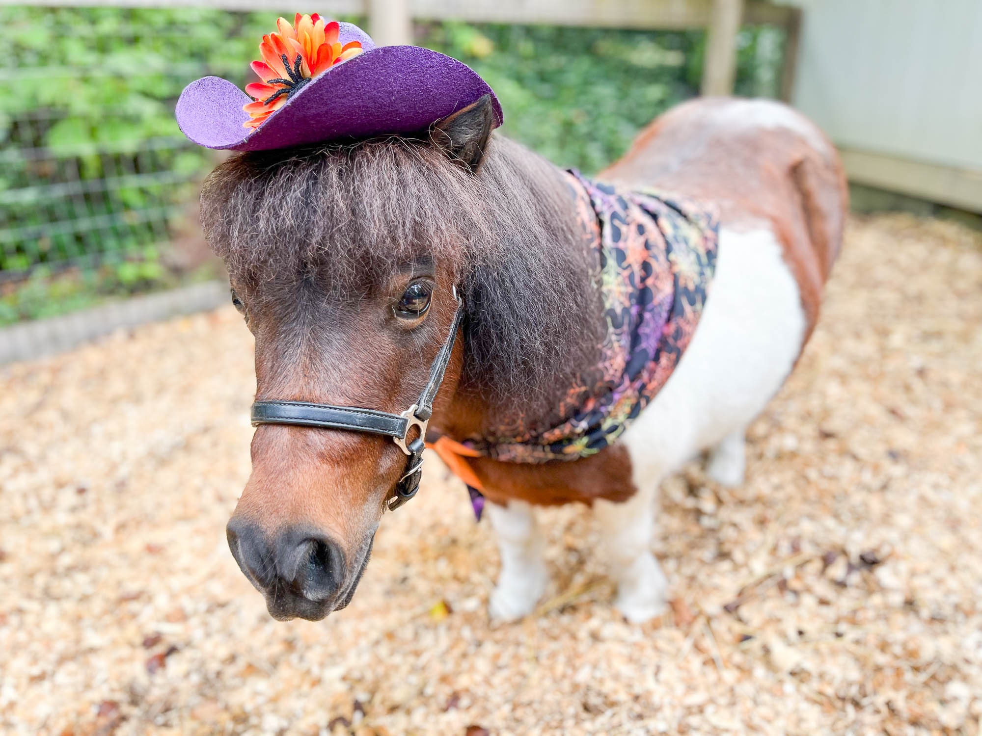 Chapeau Charlie 1 Horse Comanche – Boutique équestre Centor