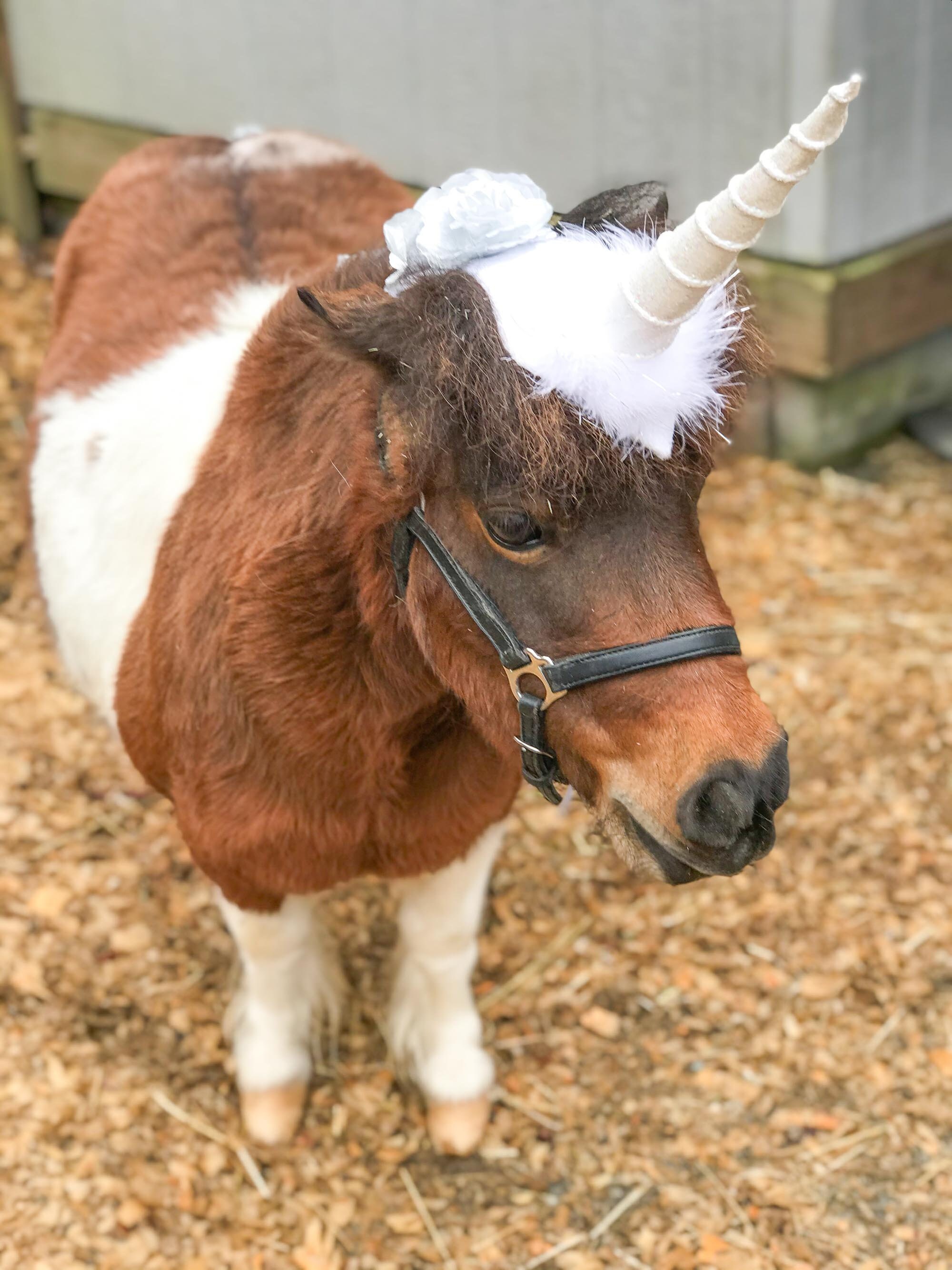 Unicorn 5000 Costume for Mini Horse with Unicorn Horn and Etsy