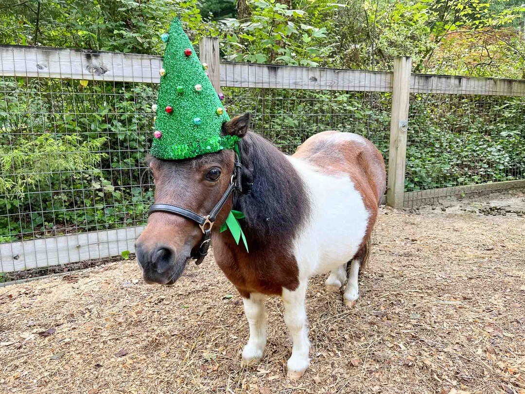 Pine and Dandy Christmas Hat for Miniature Horse